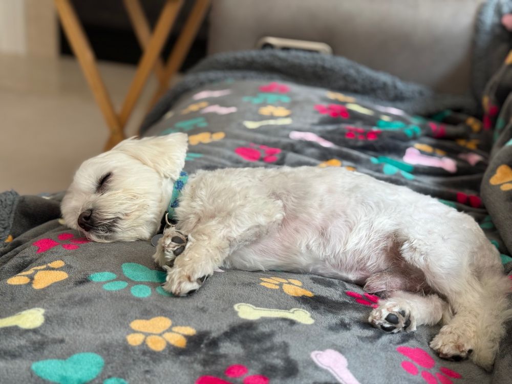 Olaf the Maltese is sleeping on the couch on a sunny Saturday afternoon. 