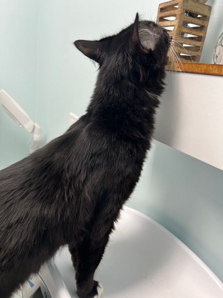 And black and white cat sniffing the wall of a veterinarian office