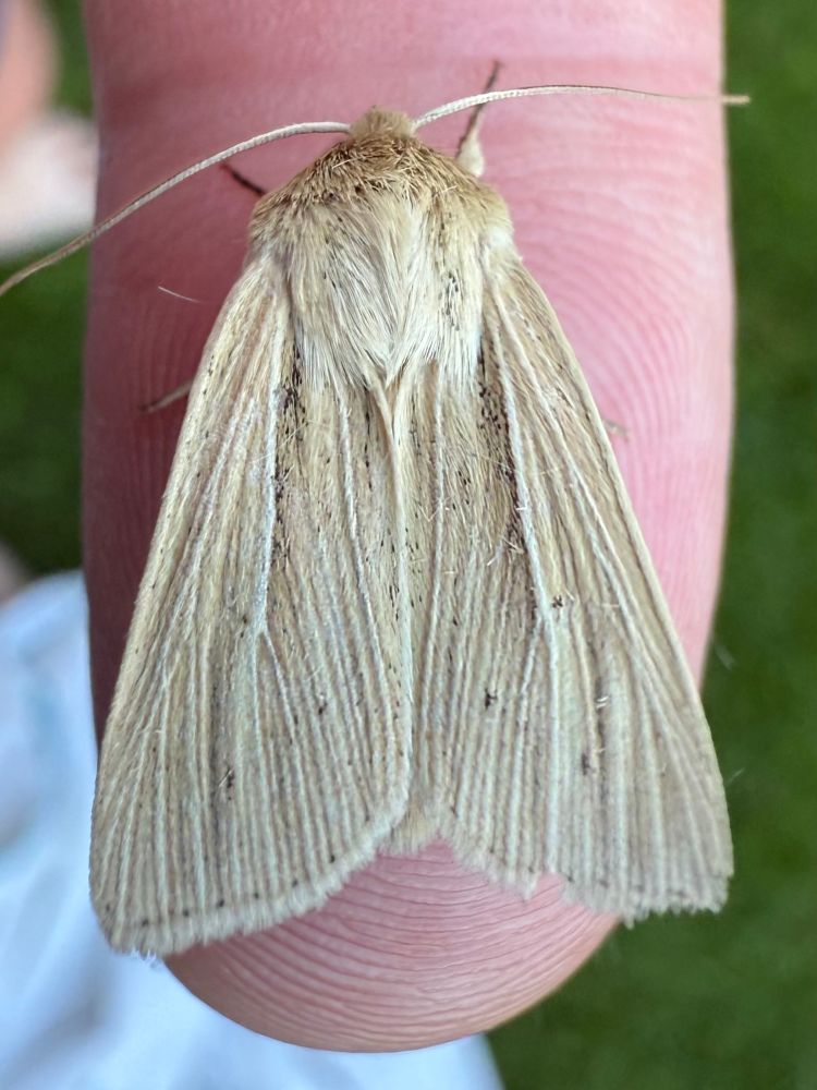 Smoky Wainscot, a creamy coloured moth with distinctly streaked wings