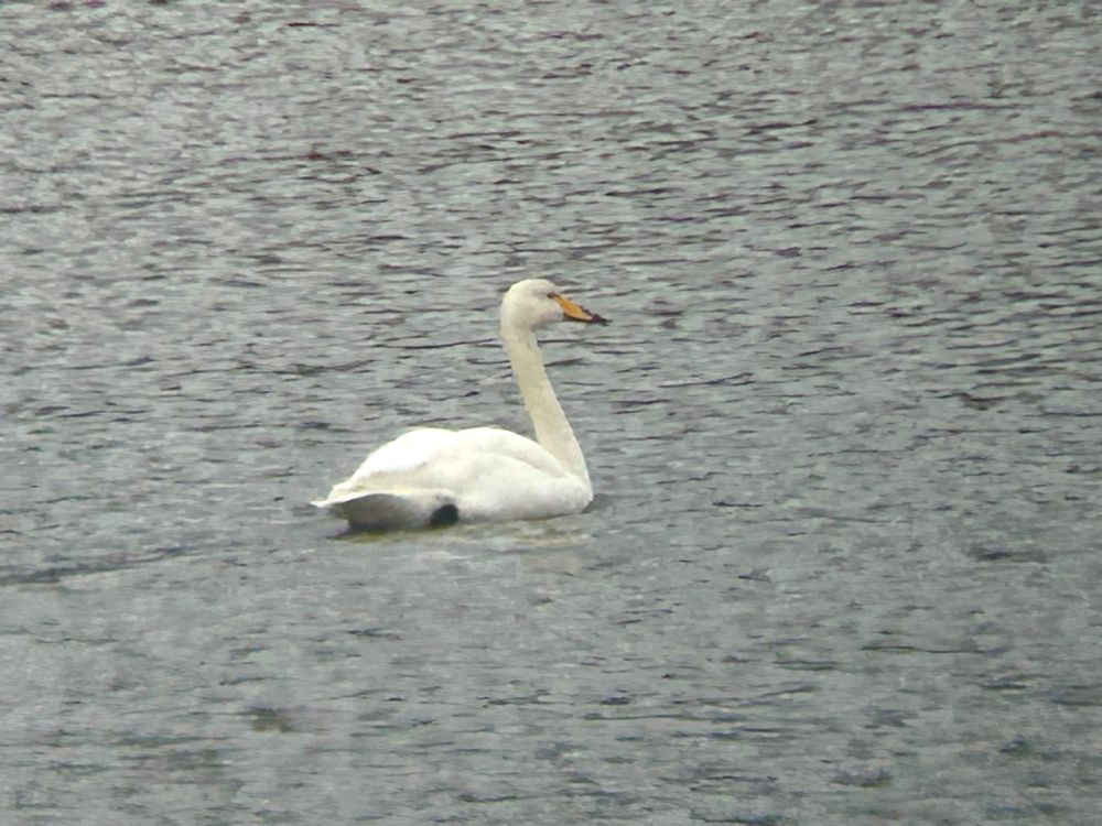 Whooper Swan