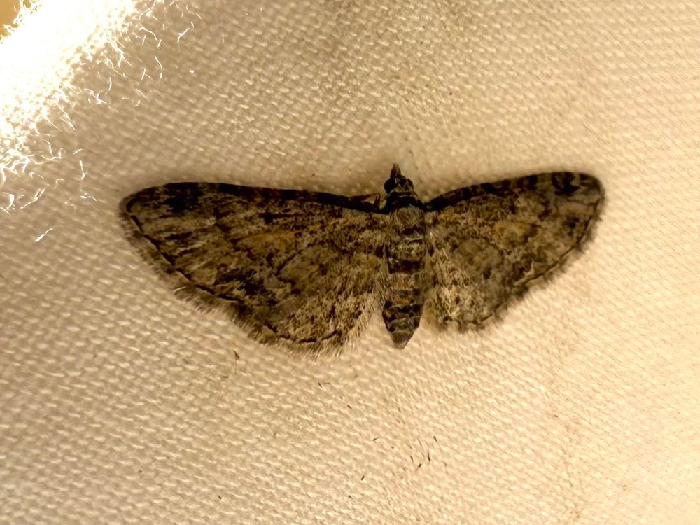 Small, brown Pug moth, with long streaked, speckled wings