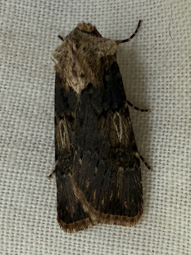Shuttle-shaped Dart, female, a dark-winged moth with long black marks on each wing, and an off-white thorax