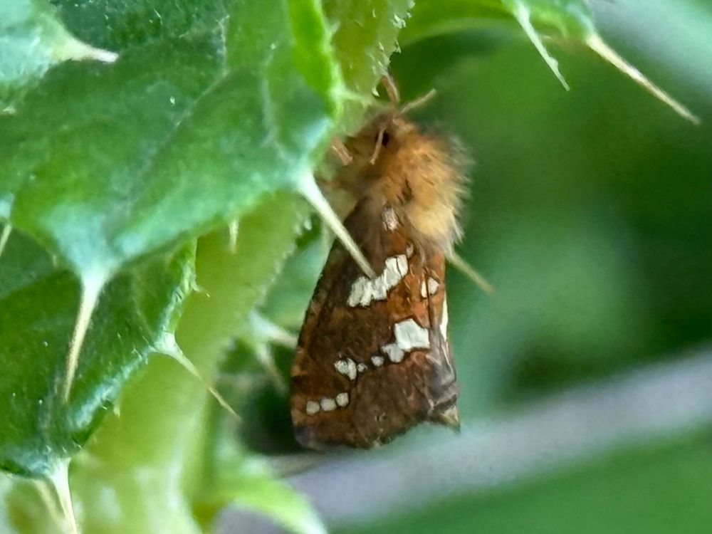 A moth with hairy golden thorax, resting on thistle leaves. Its tented wings are golden brown with two lines of white patches. 