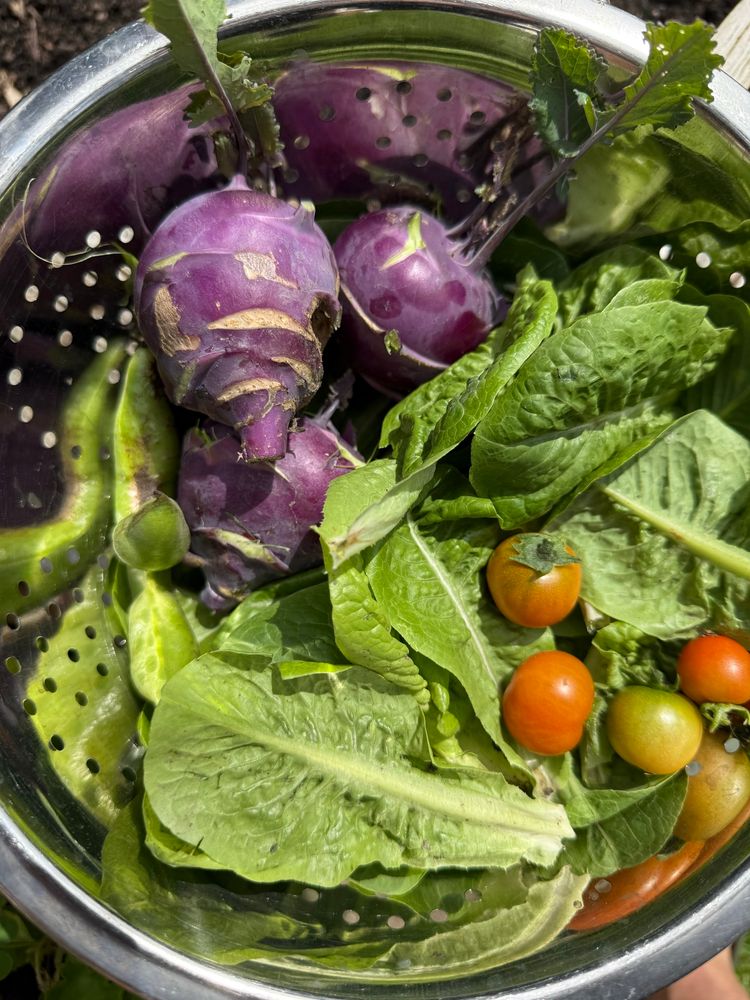 A colander with some lettuce leaves, three purple kohlrabi and some nearly ripe tomatoes. 