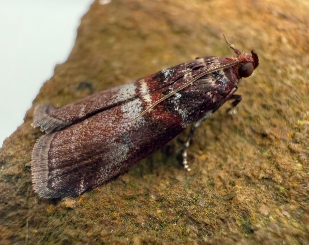 A small moth with intricately marked maroon, white and black wings