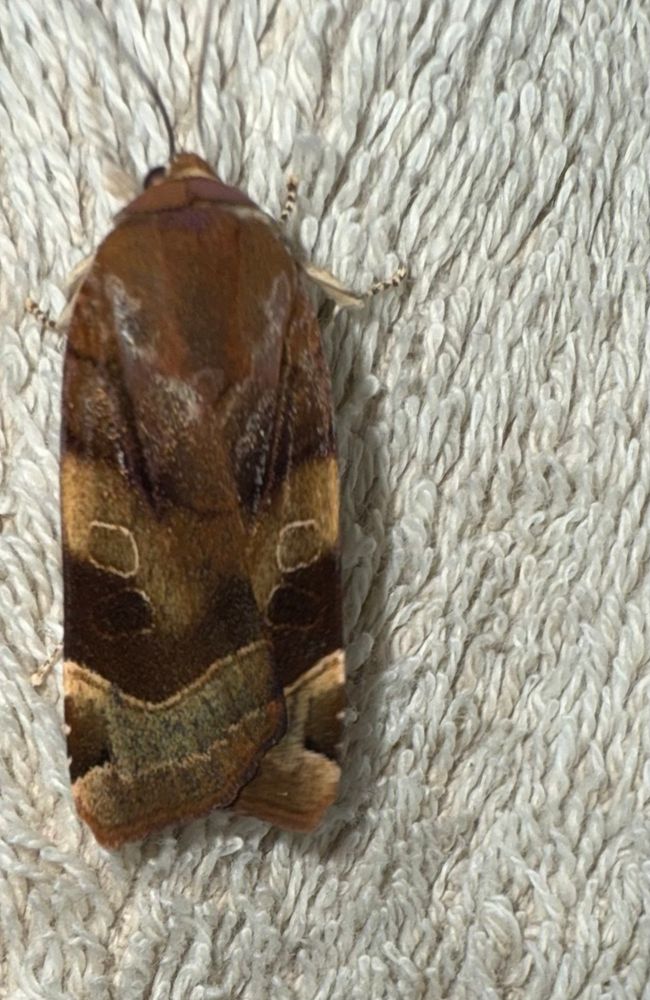 Broad-bordered Yellow Underwing, a large, heavily-built moth with long brown and chestnut wings folded over its body