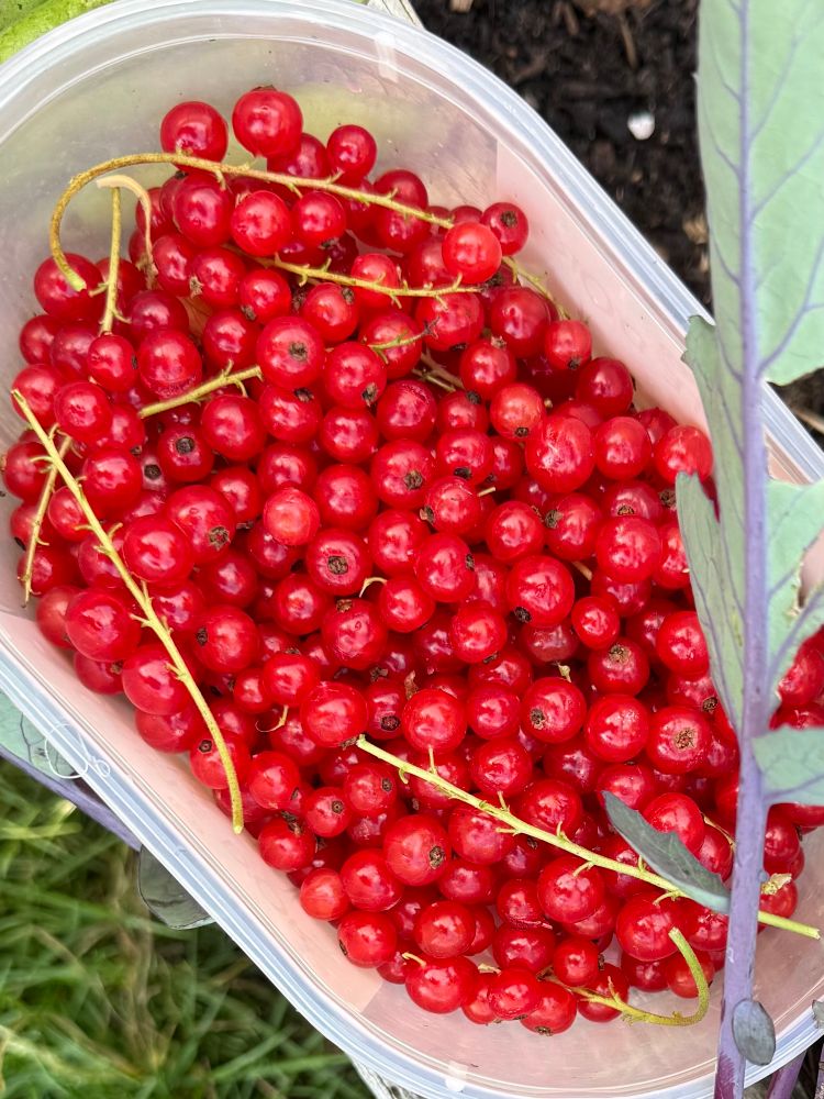 A plastic tub of redcurrants 
