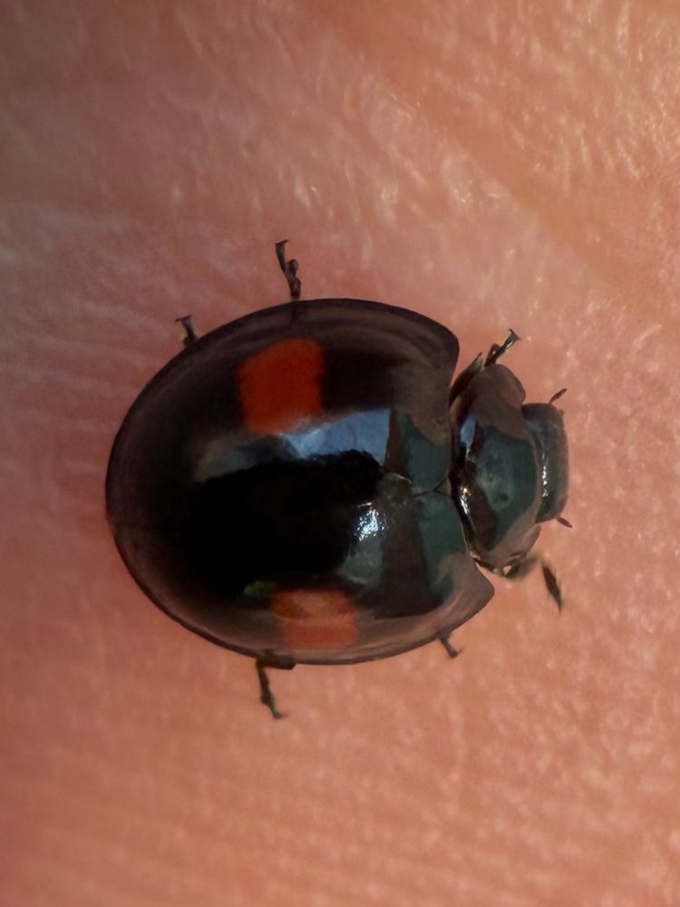 Kidney-spot Ladybird, Chilocorus renipustulatus, a small, all black ladybird with two curved red blotches. Dorsal view