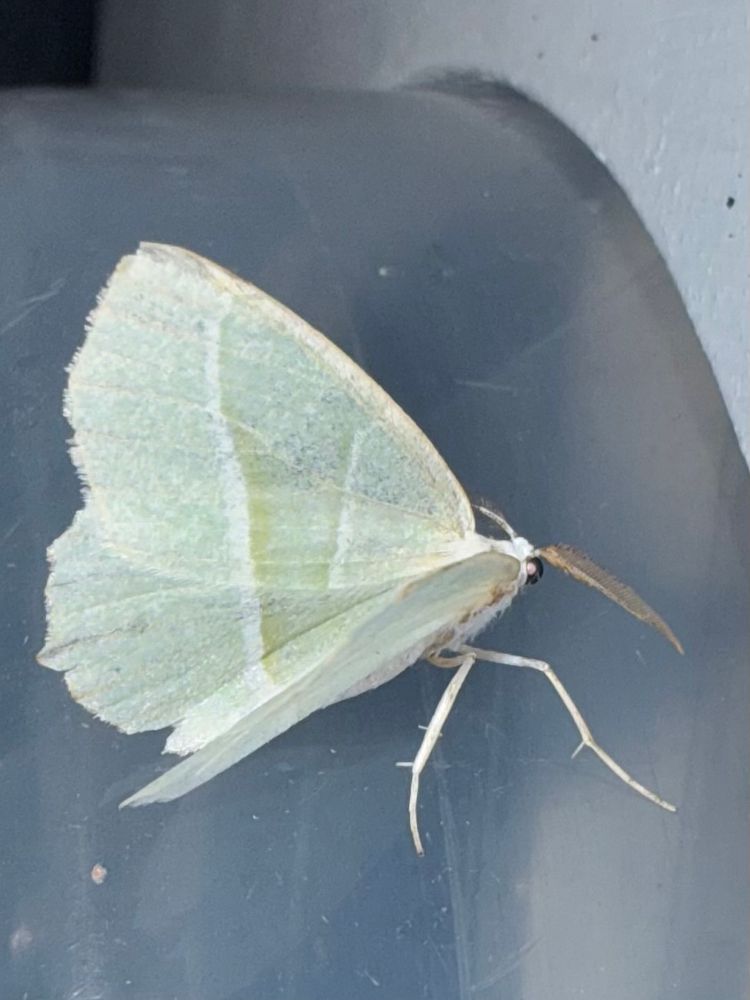 Light Emerald, a large moth with broad wings that are very pale green and marked with 2 paler bands