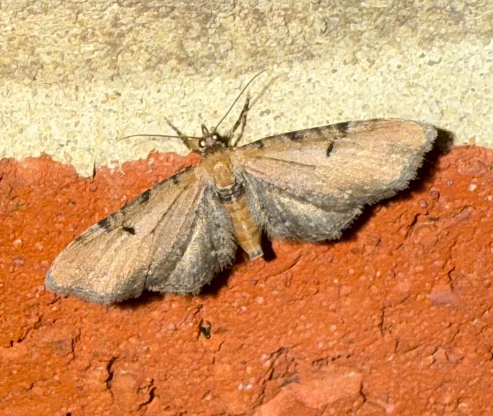 Wormwood Pug, a moth with outstretched narrow pinkish brown wings with dark markings on the leading edge. The abdomen is orange with a dark band