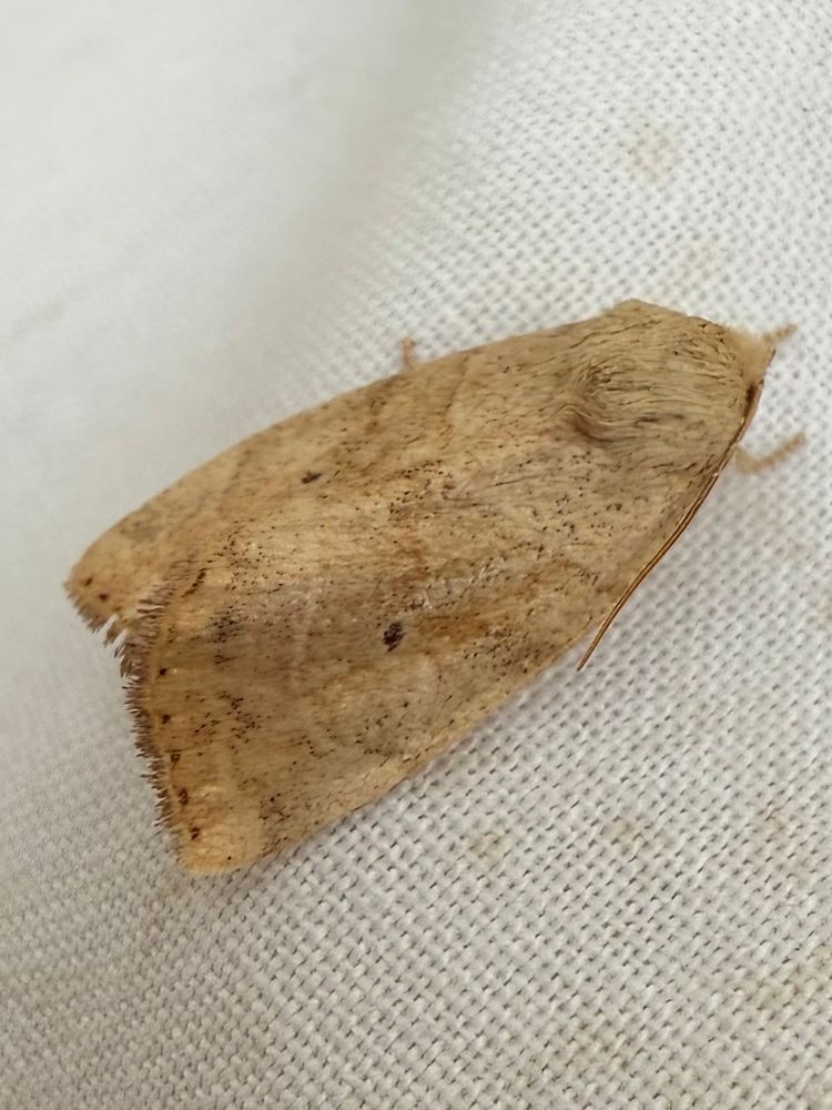 Dun-bar moth, a very pale example, a creamy brown moth with a black dot and faint bands on the wings