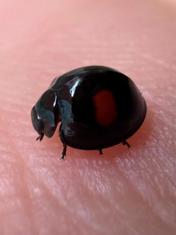 Kidney-spot Ladybird, Chilocorus renipustulatus, a small, all black ladybird with two curved red blotches. Side view. 