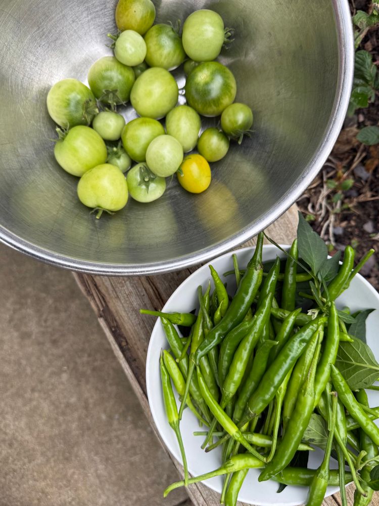A bowl of underripe tomatoes and a bowl of thin green chillies