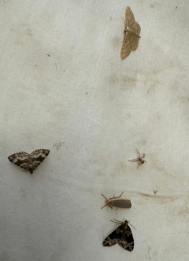 A selection of moths (and a spider) on a sheet