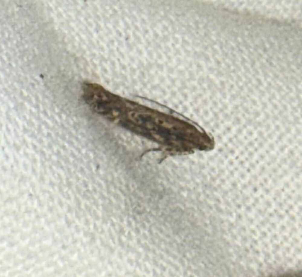 Beet Moth, a small, thin dark grey moth with paler markings and dark spots. 