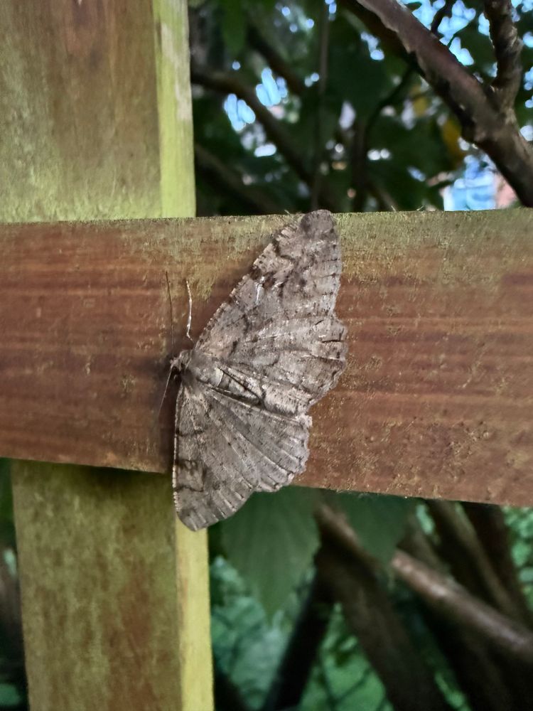 Mottled Beauty, a large moth with grey wings mottled with darker patches and lines