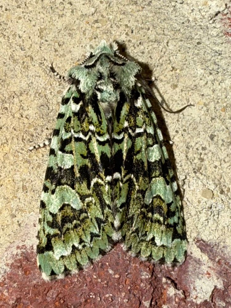 Merveille du Jour, a beautiful, intricately marked green, black and white moth