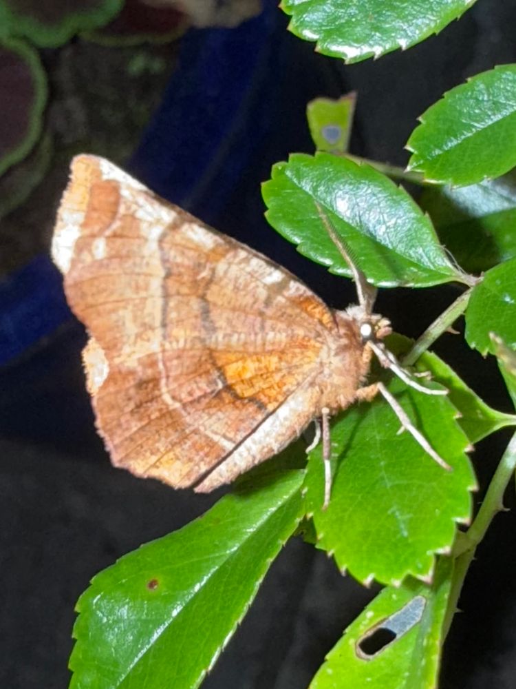Early Thorn moth, perched on a leaf with wings closed. Underwings are orange-brown marked with darker lines