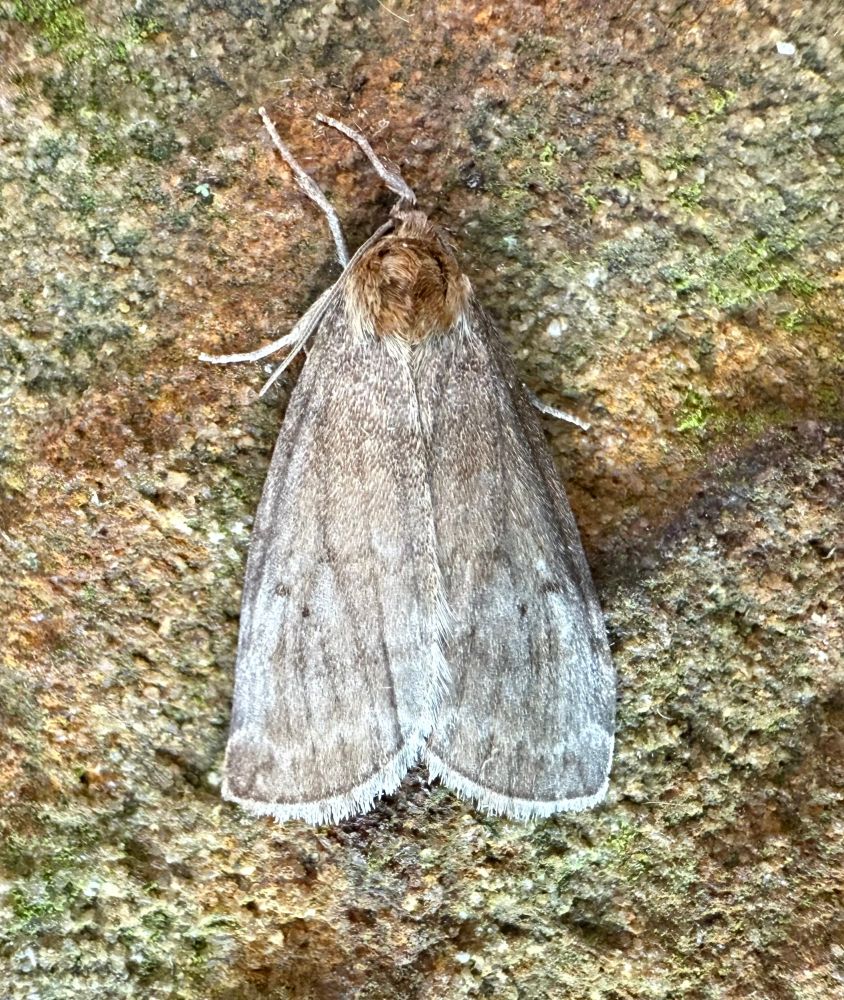 Common Lutestring, a pale brown, slightly streaked moth 