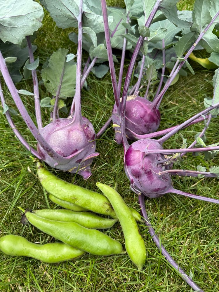 Three purple kohlrabi and a handful of broad bean pods