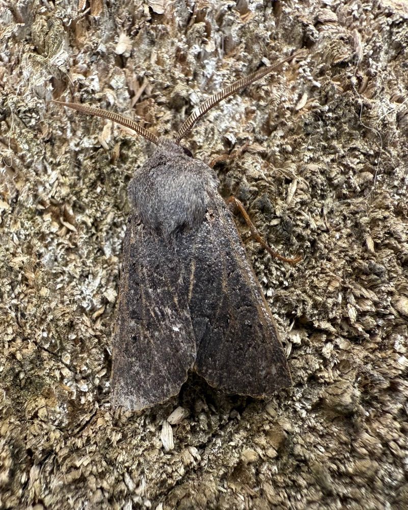 Small, dark brown Noctuid moth, almost black wings, faintly marked, and dark grey thorax