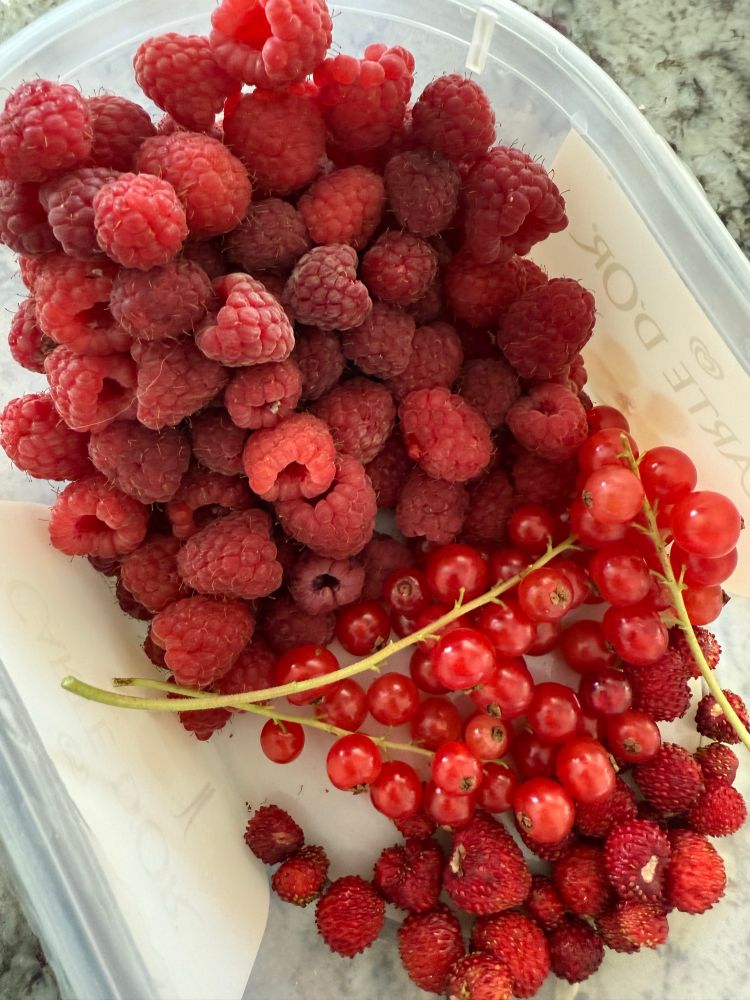 A tub of home-grown raspberries, redcurrants and wild strawberries. 