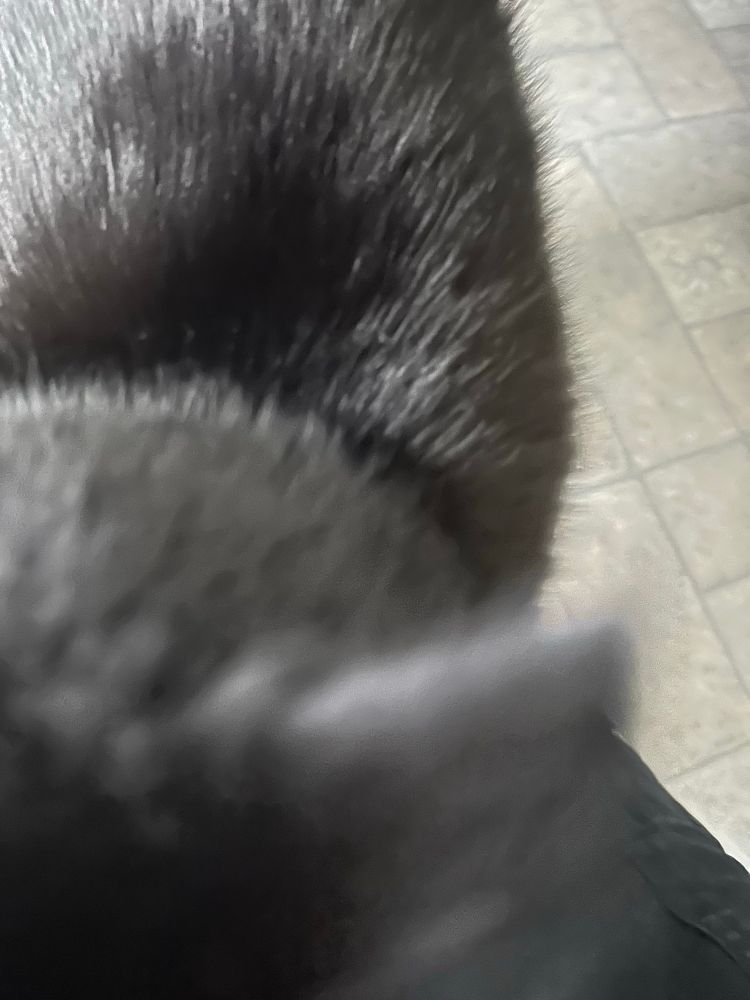 Big black cat too close to the camera to even fit in the frame