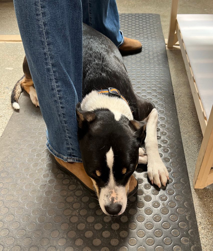 Dog expressing affection and comfort by resting her head tenderly on the foot of a standing person. 