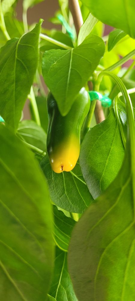 This image shows a pepper that is partly ripening. Since the stem is hidden by a leaf, we can see that the lower end of the pepper is changing colour. The lower part has started turning a clear yellow, while the rest of the pepper stays green. The contrast between the yellow and green parts clearly indicates the ripening process in progress. The pepper remains attached to its plant, with other green leaves noticeable around it, setting a natural backdrop to its transformation.