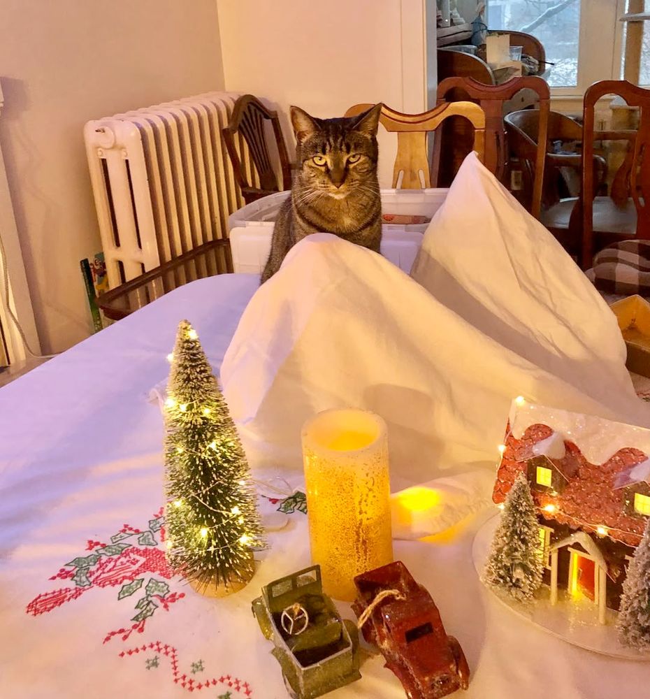 Brown tabby cat on dining room table surveying holiday table decorations