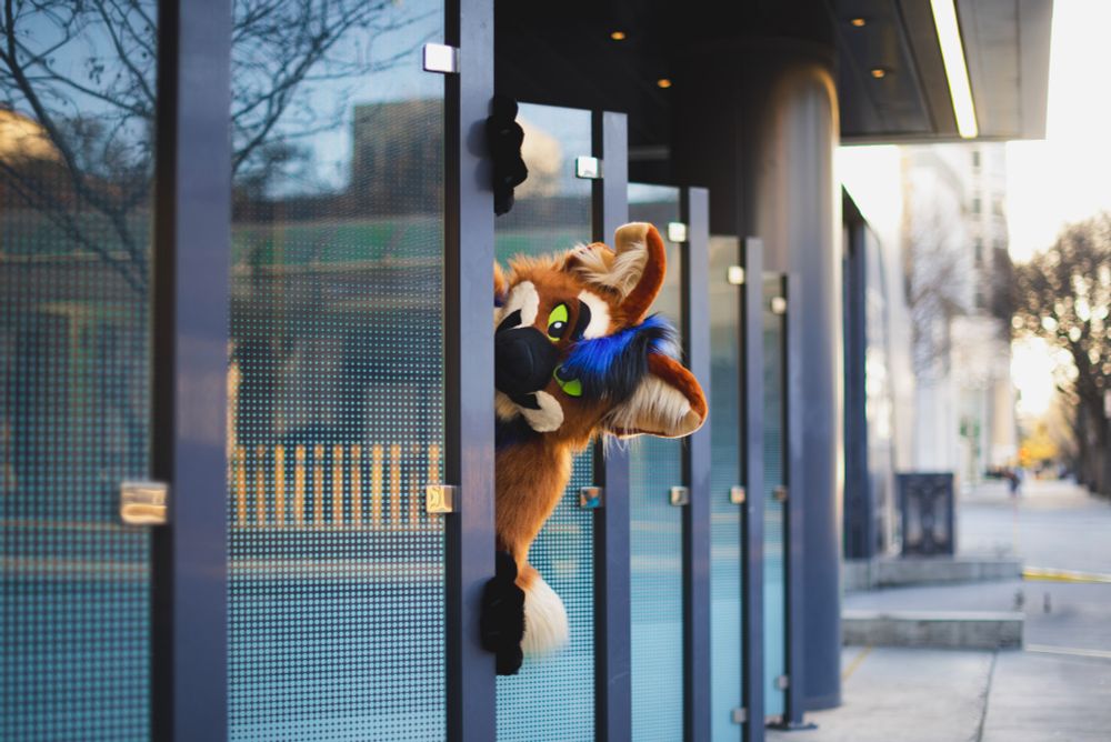 Maned wolf fursuit (It's me!) peeking out from behind a glass panel and staring at the camera.
