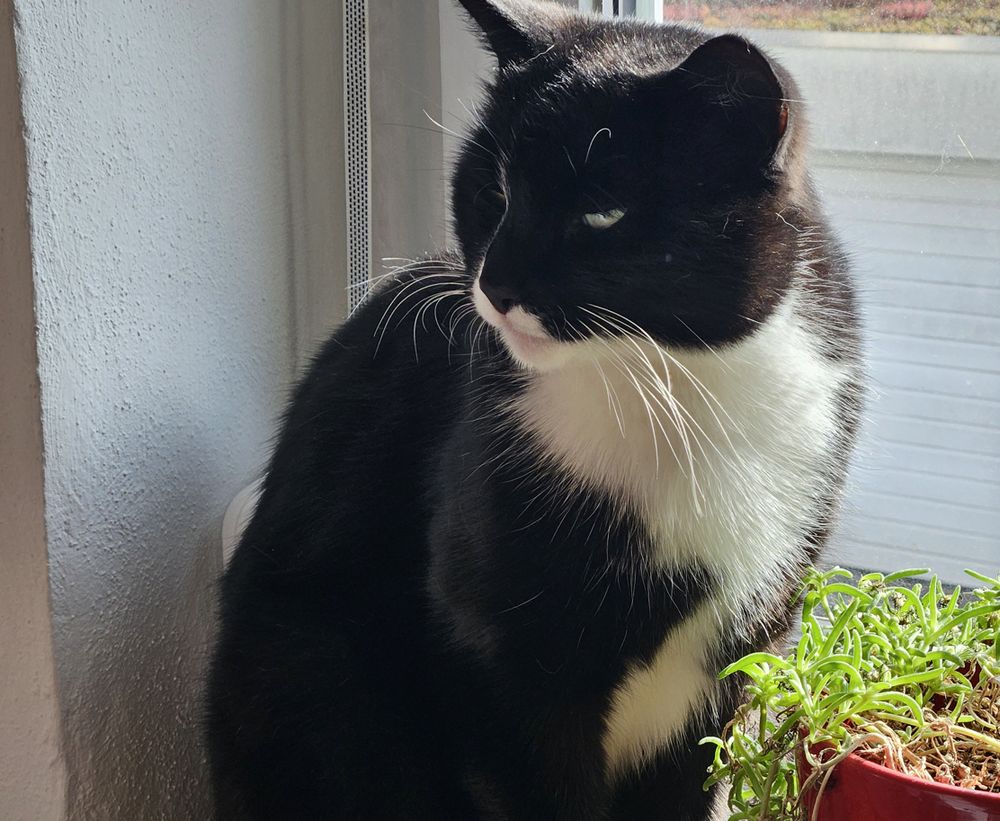 tuxedo cat sitting in a sunny window next to a potted plant