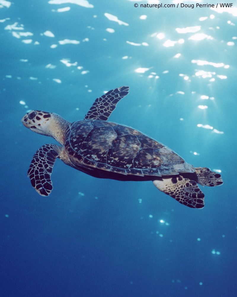A hawksbill sea turtle swims gracefully through clear blue ocean water. 
