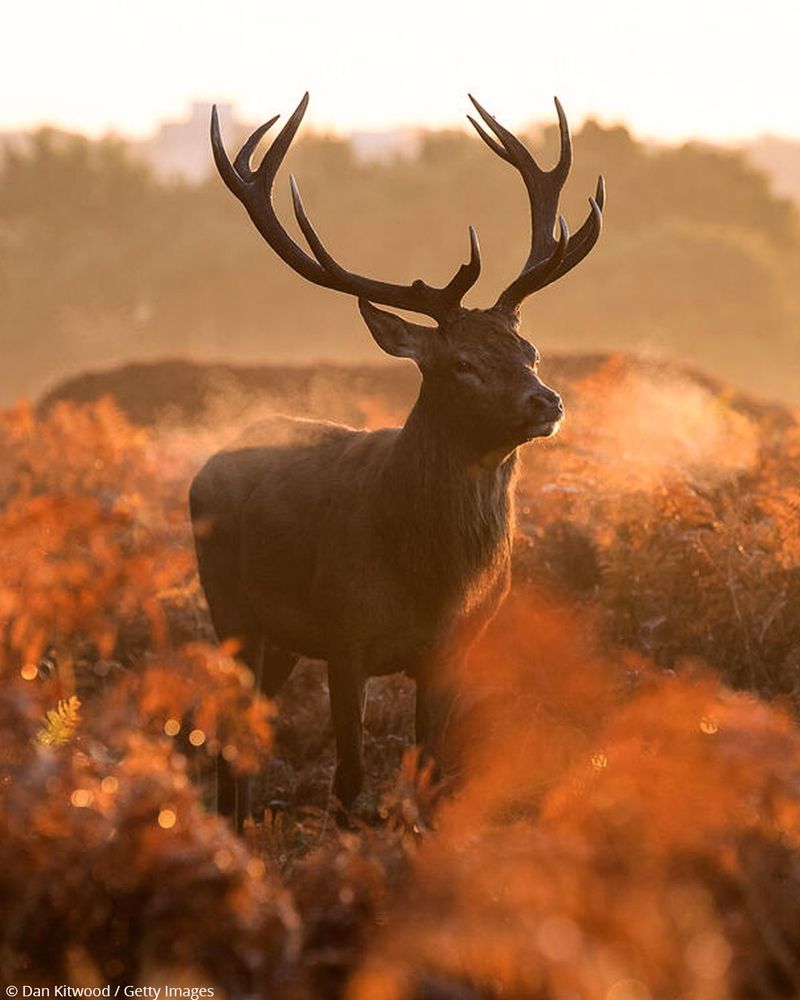 Deer stands in middle of red/golden hued field. Mist coming from its mouth.