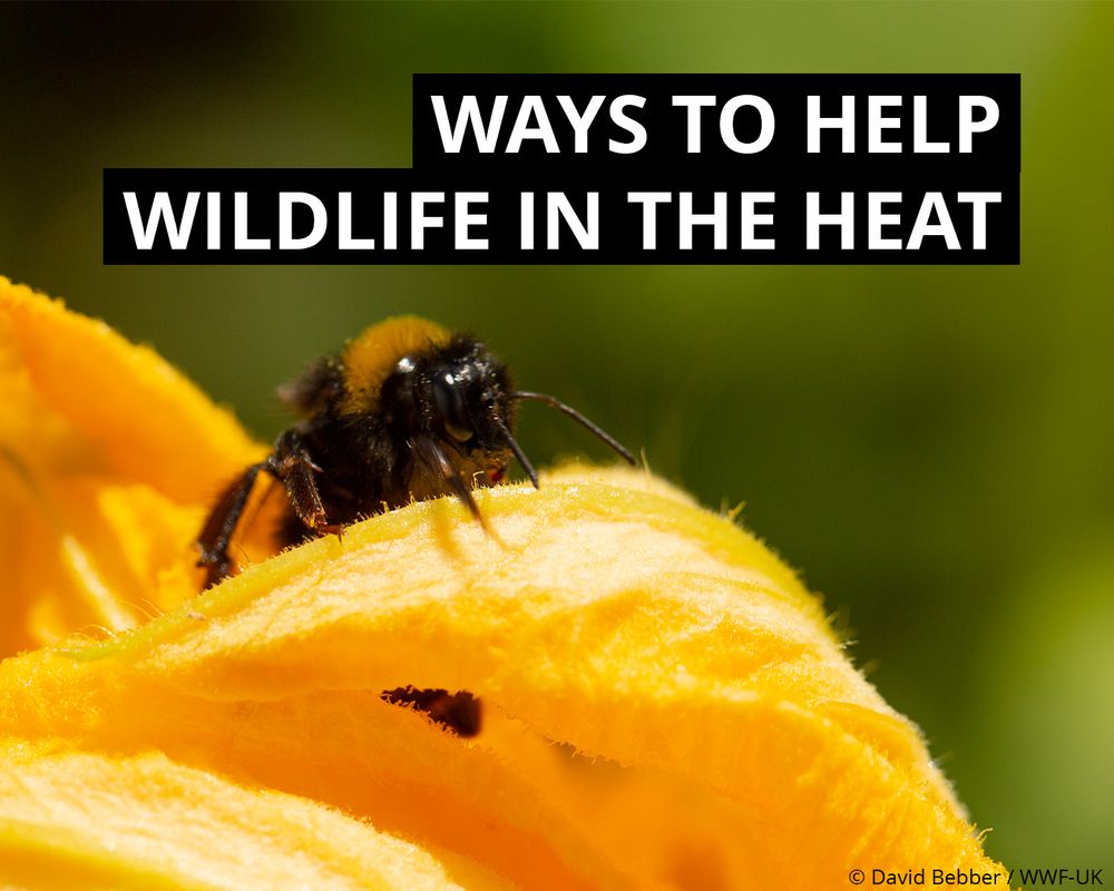 Bee on a yellow flower with a blurred green background. Text in black boxes reads 'Ways to help wildlife in the heat'.