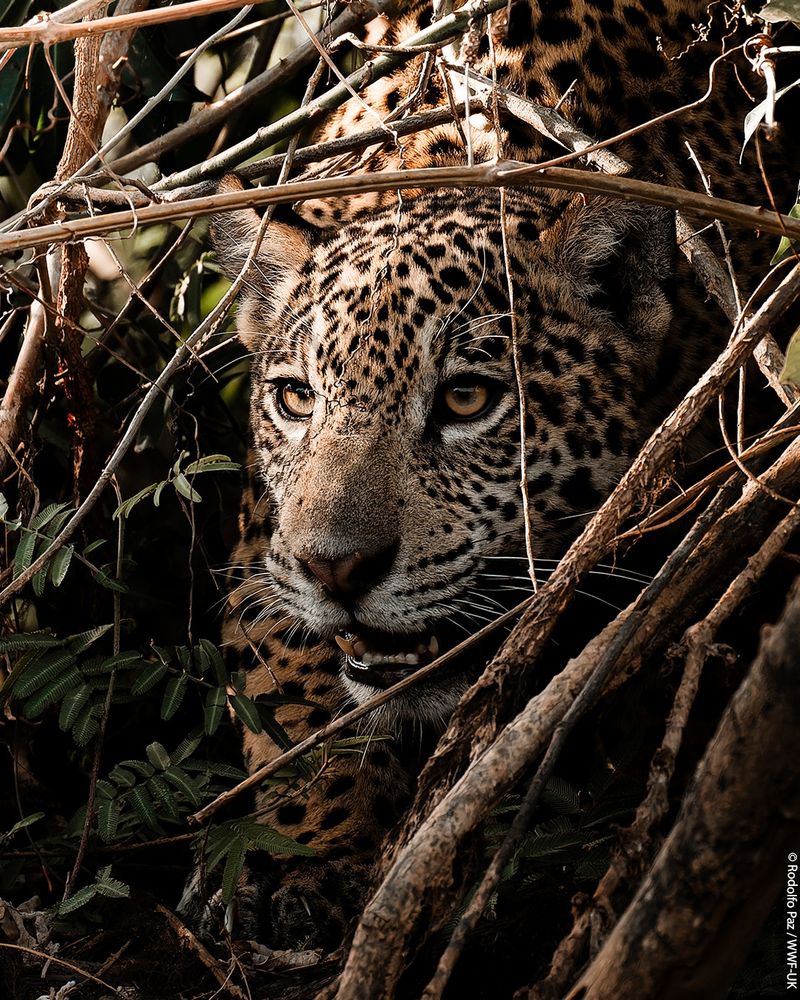 A close up of a jaguar peering out between brown branches, looking to the left of the lens. The sunlight is soft but catches the top of the jaguar's head which extenuates its markings. Tones in the image are mostly browns and blacks. 