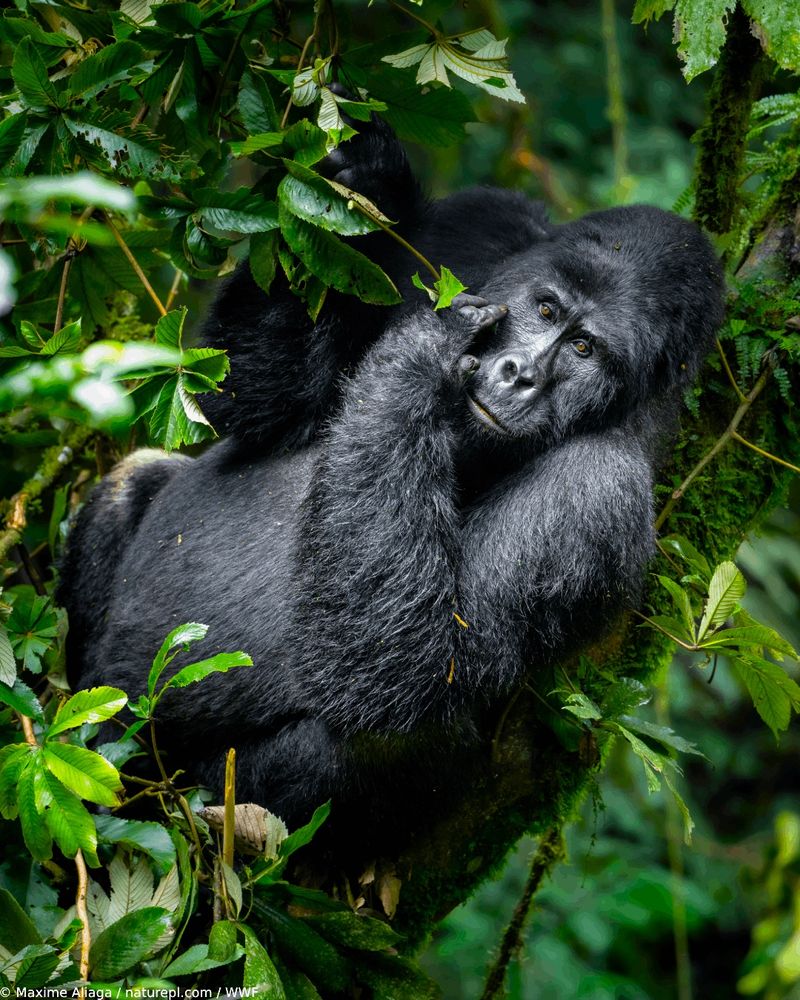 Mountain gorilla silverback, resting among dense forest understory, Bwindi Impenetrable Forest, Uganda.