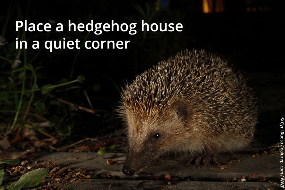 A hedgehog photographed at night with flash, highlighting the outline of the hedgehog amongst the dark light. In the distance behind is street lighting. 'Place a hedgehog house in a quiet corner'.