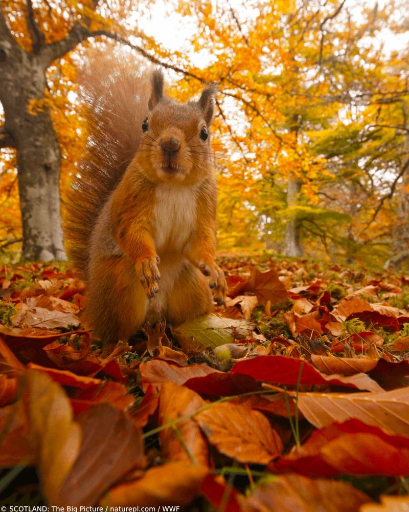 Red Squirrel in autumnal woodland, Highlands, Cairngorms National Park, Scotland, UK.