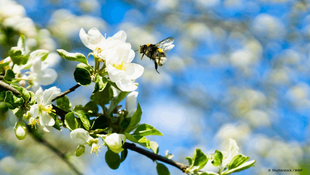 A close-up of a bumblebee landing on a delicate white blossom. The bee is perched on the flower, its wings slightly spread.
