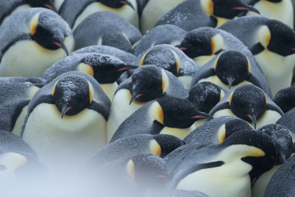 Close up of Emperor penguins huddled together, a light dusting of snow covers their fur.