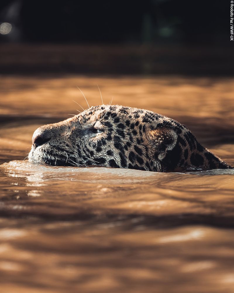 A jaguar’s head raised above the water as it swims in a river to the left of the frame, the water is brown and the lighting is warm and bright. The sunlight catches across the water and the top of the jaguar’s head.  