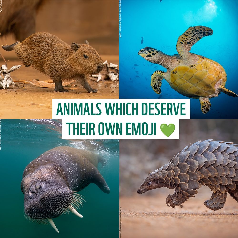 Text overlaid reads ‘Animals which deserve their own emoji’. Behind are four close-up images of the following species in a grid: a young capybara pictured top left, a sea turtle from below pictured top right, a walrus swimming underwater at the bottom left and a pangolin mid stride pictured bottom right. 