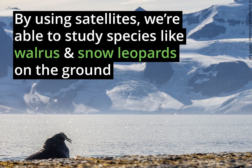 Text reads ‘By using satellites, we’re able to study species like walrus & snow leopards on the ground.’ Behind is a silhouette of a walrus in a brightly lit Arctic landscape, in the foreground is a rocky brown ground, in the distance is a glistening body of water and snow-covered mountains. 