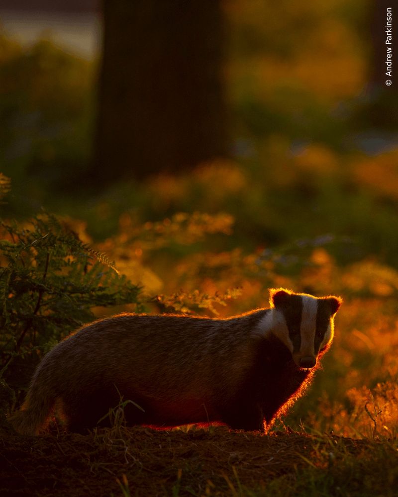 Alt text: A badger stands in a woodland clearing at dusk, with golden sunlight streaming through the trees.