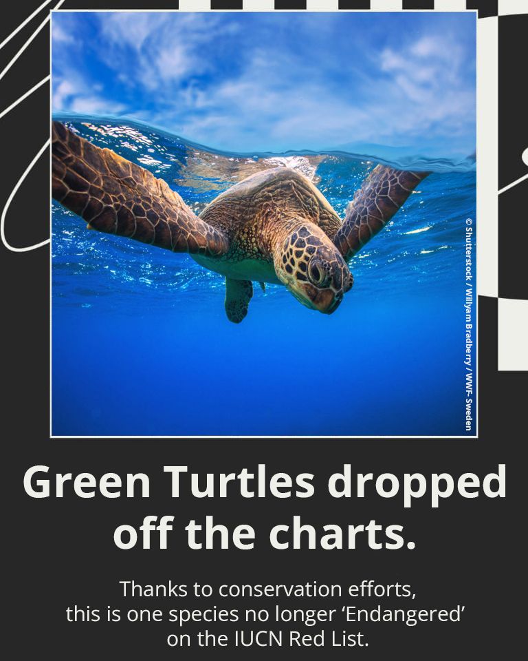 An underwater photo of a green sea turtle swimming near the surface, with its flippers extended toward the camera. Bright blue water and sky are visible. Beneath the image, text reads: “Green Turtles dropped off the charts. Thanks to conservation efforts, this is one species no longer ‘Endangered’ on the IUCN Red List.”