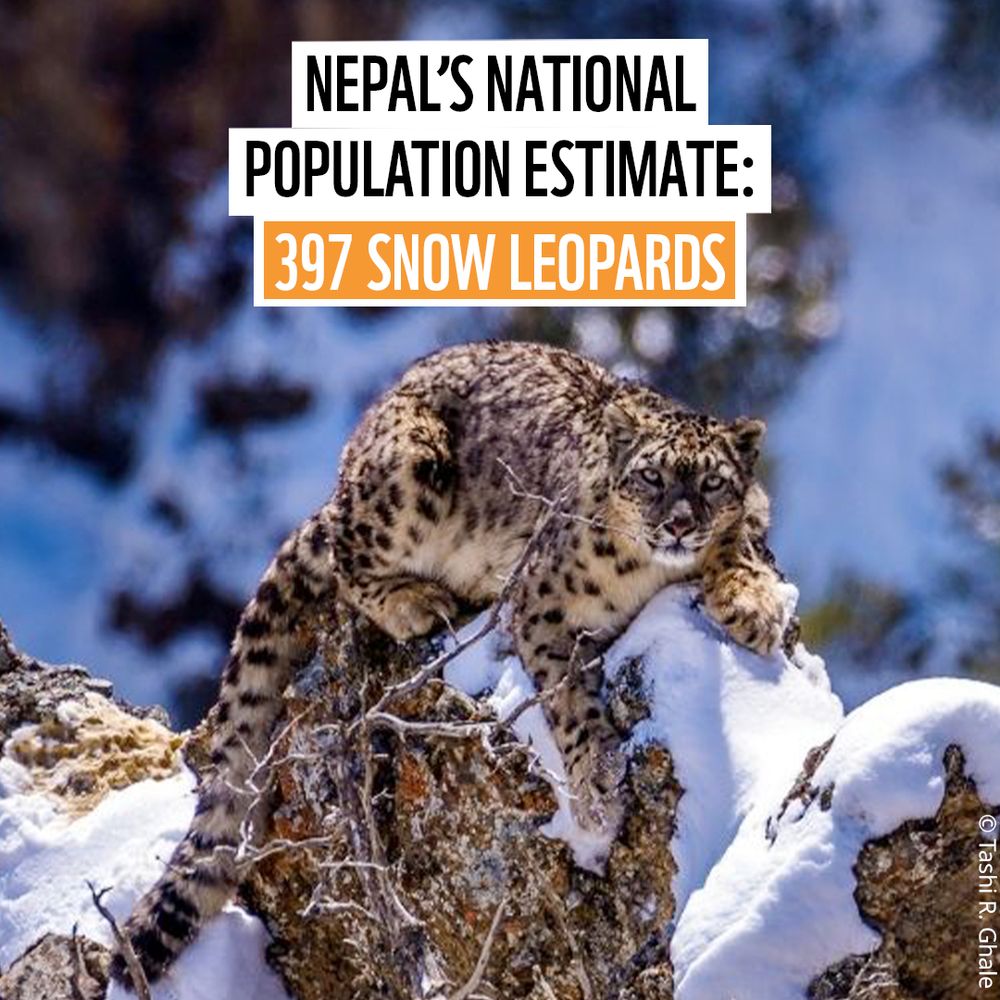 Snow leopard lies on a snow covered rock. The snow leopard’s tail runs the side of the brown rock and its paws are holding onto the snowy surface.

Text reads ‘Nepal’s national population estimate: 397'