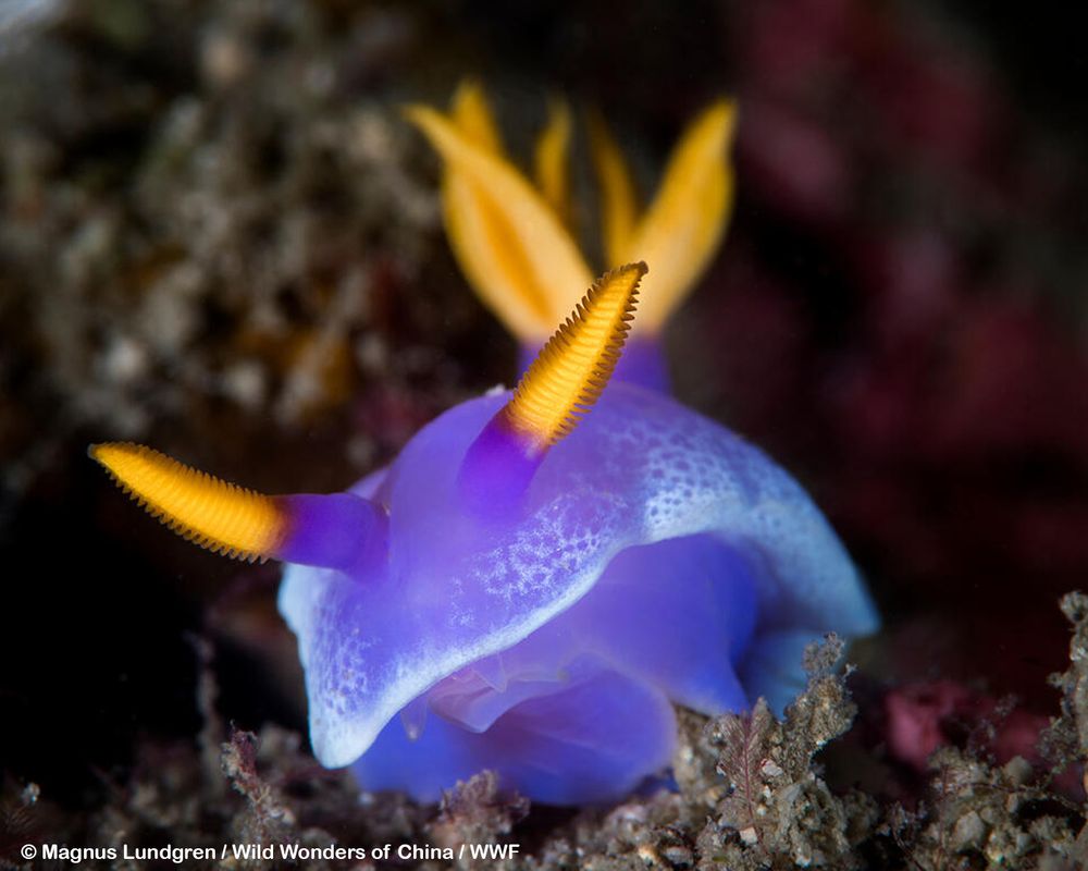 Purple/blue nudibranch with bright yellow tentacles sits on top of a dark grey surface.