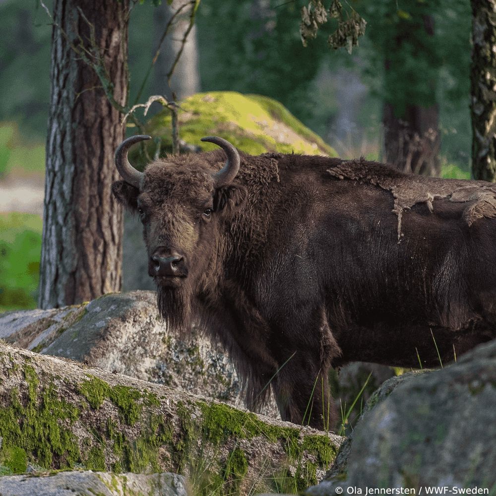 A male European bison standing between tall trees in a dense woodland.