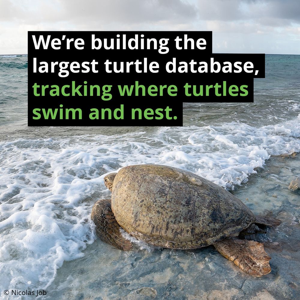 Green turtle on the edge of the sea and the beach, covered in sand. Text reads ’We’re building the largest turtle database, tracking where turtles swim and nest.’ 
